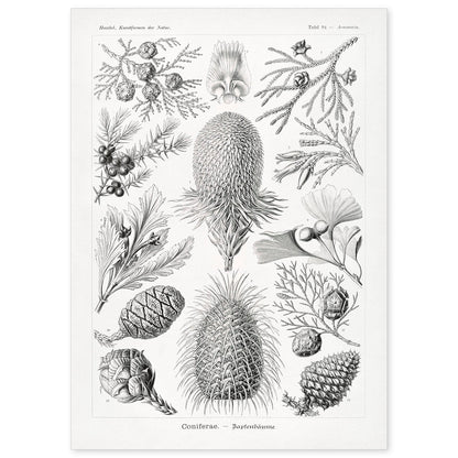 Lamina artistica decorativa con ilustración de Coniferae estilo Vintage-Artwork-Nacnic-A4-Sin marco-Nacnic Estudio SL