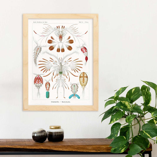 Lamina artistica decorativa con ilustración de Copépodo estilo Vintage-Artwork-Nacnic-Nacnic Estudio SL