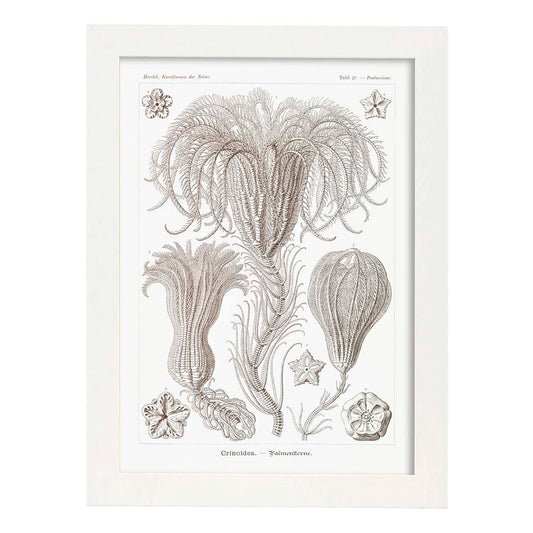 Lamina artistica decorativa con ilustración de Crinoidea estilo Vintage-Artwork-Nacnic-A4-Marco Blanco-Nacnic Estudio SL