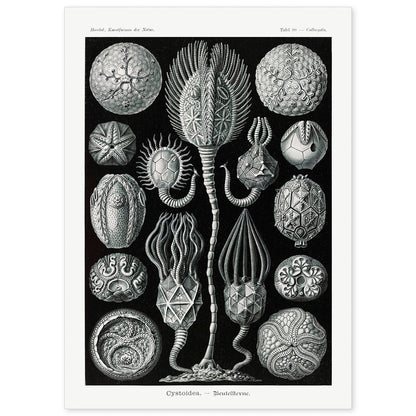 Lamina artistica decorativa con ilustración de Cstoidea estilo Vintage-Artwork-Nacnic-A4-Sin marco-Nacnic Estudio SL