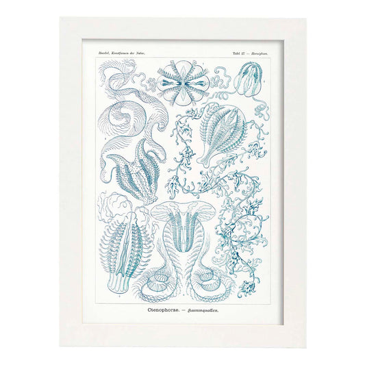 Lamina artistica decorativa con ilustración de Ctenophorae estilo Vintage-Artwork-Nacnic-A4-Marco Blanco-Nacnic Estudio SL