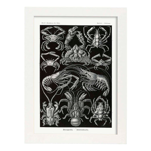 Lamina artistica decorativa con ilustración de Decapoda estilo Vintage-Artwork-Nacnic-A4-Marco Blanco-Nacnic Estudio SL
