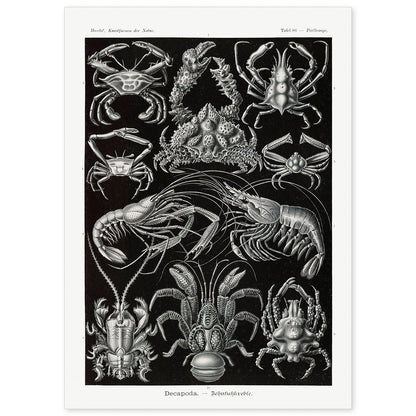 Lamina artistica decorativa con ilustración de Decapoda estilo Vintage-Artwork-Nacnic-A4-Sin marco-Nacnic Estudio SL