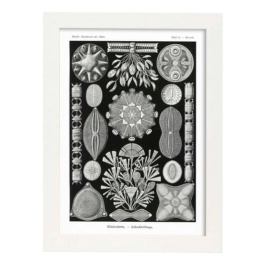 Lamina artistica decorativa con ilustración de Diatomeas estilo Vintage-Artwork-Nacnic-A4-Marco Blanco-Nacnic Estudio SL