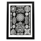 Lamina artistica decorativa con ilustración de Diatomeas estilo Vintage-Artwork-Nacnic-A4-Marco Negro-Nacnic Estudio SL