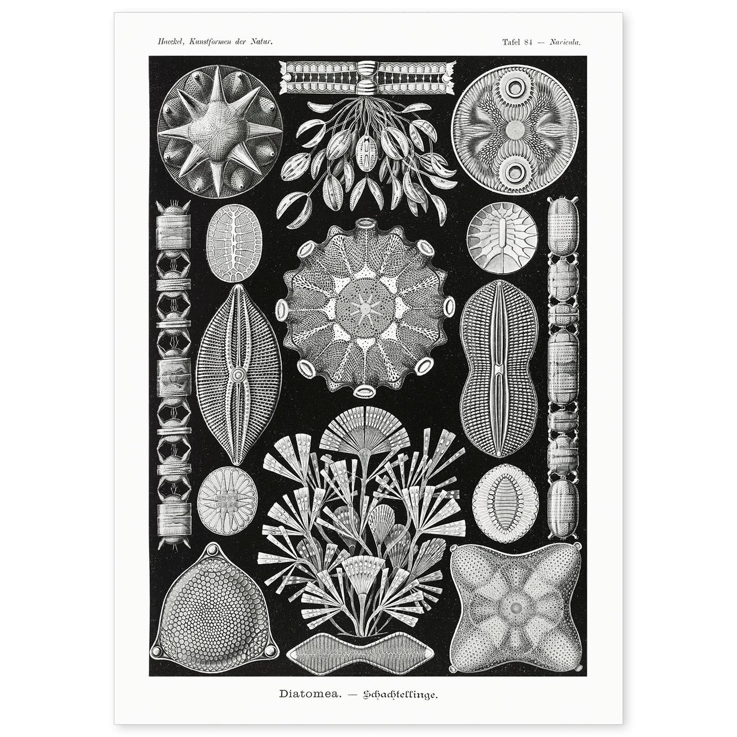 Lamina artistica decorativa con ilustración de Diatomeas estilo Vintage-Artwork-Nacnic-A4-Sin marco-Nacnic Estudio SL