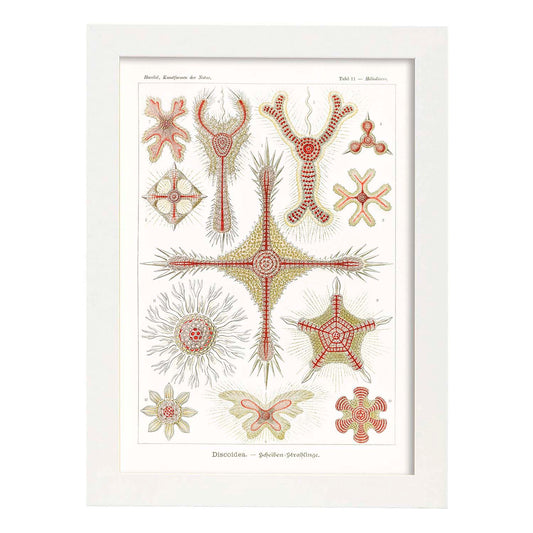 Lamina artistica decorativa con ilustración de Discoidea estilo Vintage-Artwork-Nacnic-A4-Marco Blanco-Nacnic Estudio SL