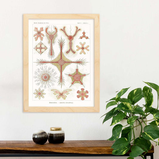 Lamina artistica decorativa con ilustración de Discoidea estilo Vintage-Artwork-Nacnic-Nacnic Estudio SL