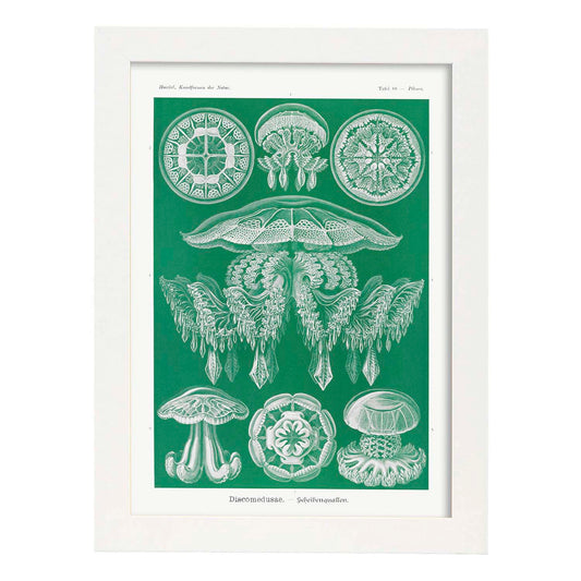 Lamina artistica decorativa con ilustración de Discomedusae estilo Vintage-Artwork-Nacnic-A4-Marco Blanco-Nacnic Estudio SL
