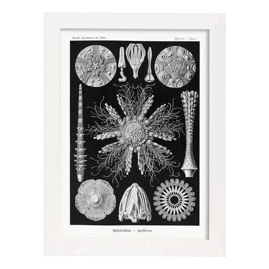 Lamina artistica decorativa con ilustración de Echinidea estilo Vintage-Artwork-Nacnic-A4-Marco Blanco-Nacnic Estudio SL