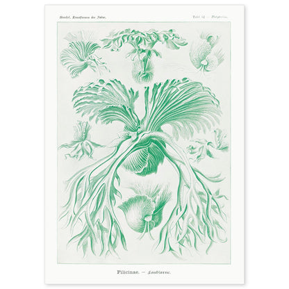Lamina artistica decorativa con ilustración de Filicinae estilo Vintage-Artwork-Nacnic-A4-Sin marco-Nacnic Estudio SL