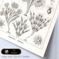 Lamina artistica decorativa con ilustración de Flagelata estilo Vintage-Artwork-Nacnic-Nacnic Estudio SL