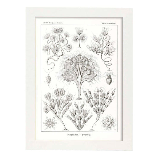 Lamina artistica decorativa con ilustración de Flagelata estilo Vintage-Artwork-Nacnic-A4-Marco Blanco-Nacnic Estudio SL