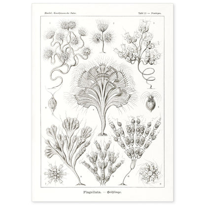 Lamina artistica decorativa con ilustración de Flagelata estilo Vintage-Artwork-Nacnic-A4-Sin marco-Nacnic Estudio SL