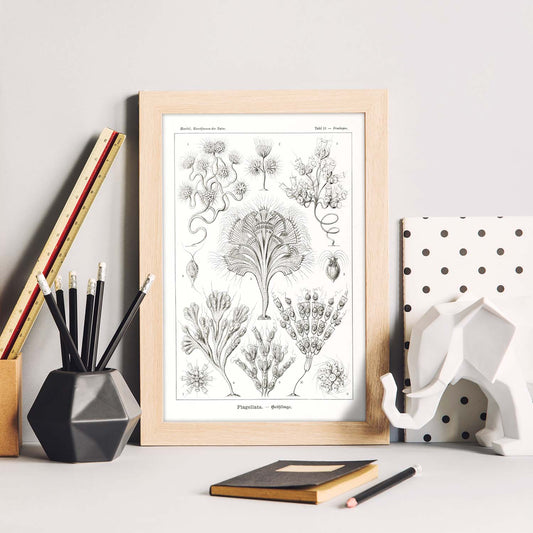 Lamina artistica decorativa con ilustración de Flagelata estilo Vintage-Artwork-Nacnic-Nacnic Estudio SL