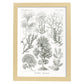 Lamina artistica decorativa con ilustración de Fucoideae estilo Vintage-Artwork-Nacnic-A3-Marco Madera clara-Nacnic Estudio SL