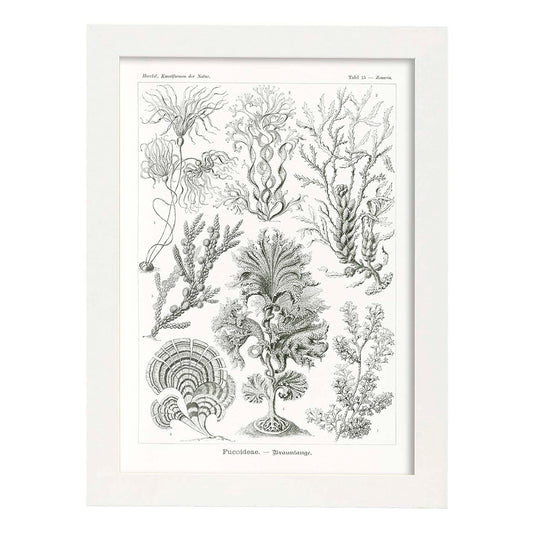 Lamina artistica decorativa con ilustración de Fucoideae estilo Vintage-Artwork-Nacnic-A4-Marco Blanco-Nacnic Estudio SL