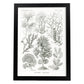 Lamina artistica decorativa con ilustración de Fucoideae estilo Vintage-Artwork-Nacnic-A4-Marco Negro-Nacnic Estudio SL