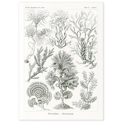 Lamina artistica decorativa con ilustración de Fucoideae estilo Vintage-Artwork-Nacnic-A4-Sin marco-Nacnic Estudio SL