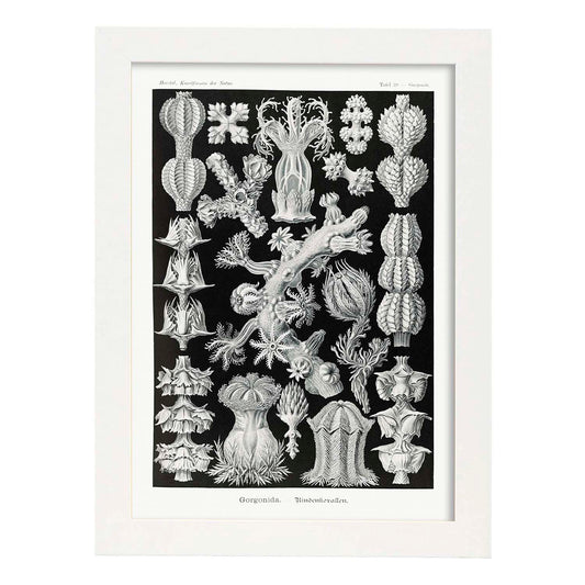 Lamina artistica decorativa con ilustración de Gorgonida estilo Vintage-Artwork-Nacnic-A4-Marco Blanco-Nacnic Estudio SL