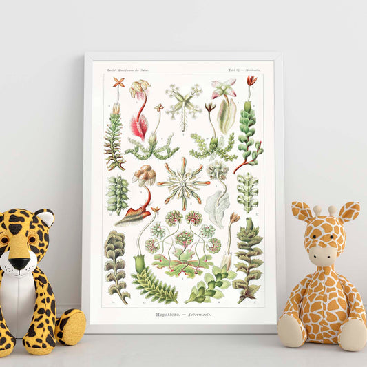 Lamina artistica decorativa con ilustración de Hepaticae estilo Vintage-Artwork-Nacnic-Nacnic Estudio SL