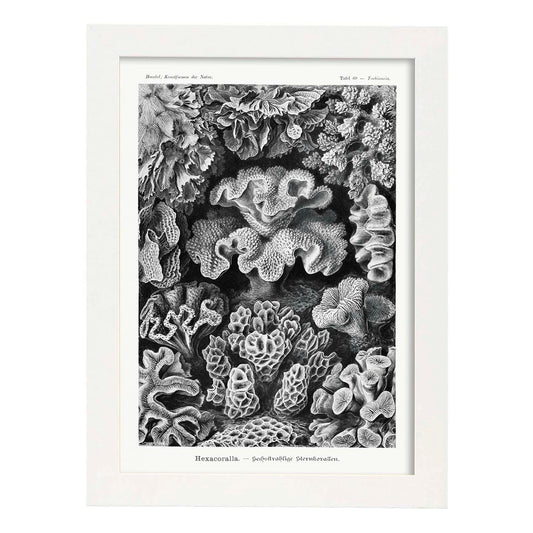 Lamina artistica decorativa con ilustración de Hexacoralla estilo Vintage-Artwork-Nacnic-A4-Marco Blanco-Nacnic Estudio SL