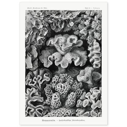 Lamina artistica decorativa con ilustración de Hexacoralla estilo Vintage-Artwork-Nacnic-A4-Sin marco-Nacnic Estudio SL