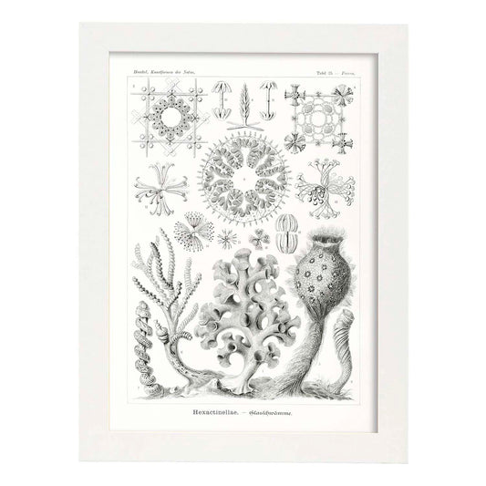 Lamina artistica decorativa con ilustración de Hexactinellae estilo Vintage-Artwork-Nacnic-A4-Marco Blanco-Nacnic Estudio SL