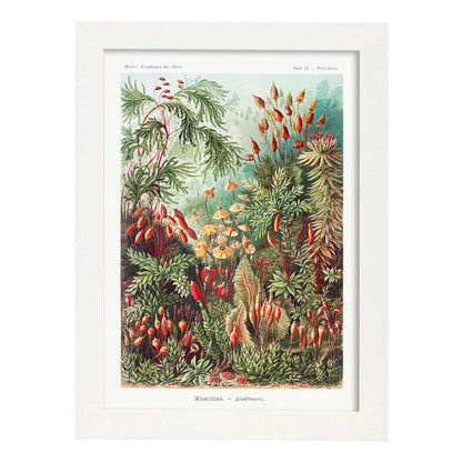Lamina artistica decorativa con ilustración de Muscinae estilo Vintage-Artwork-Nacnic-A4-Marco Blanco-Nacnic Estudio SL