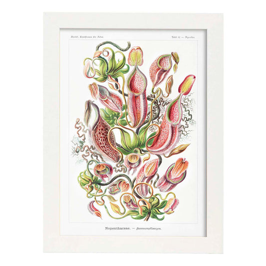 Lamina artistica decorativa con ilustración de Nepothaceae estilo Vintage-Artwork-Nacnic-A4-Marco Blanco-Nacnic Estudio SL