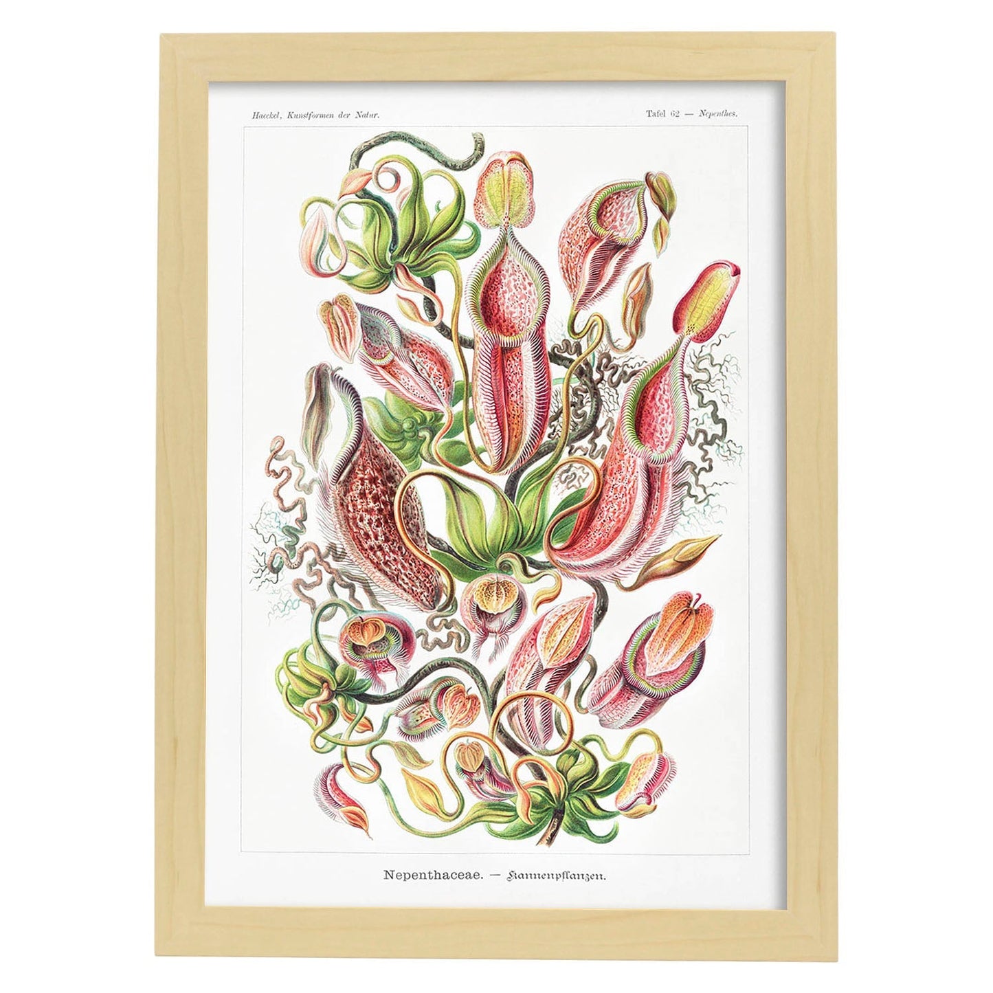 Lamina artistica decorativa con ilustración de Nepothaceae estilo Vintage-Artwork-Nacnic-A4-Marco Madera clara-Nacnic Estudio SL
