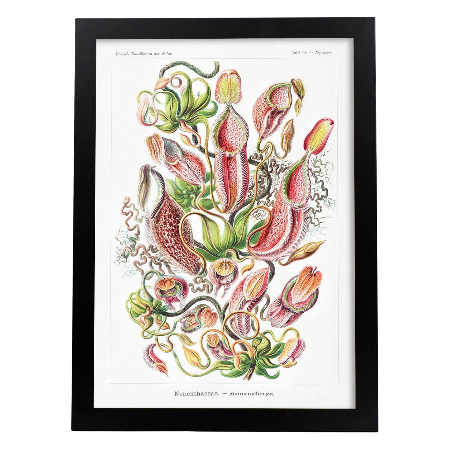 Lamina artistica decorativa con ilustración de Nepothaceae estilo Vintage-Artwork-Nacnic-A4-Marco Negro-Nacnic Estudio SL