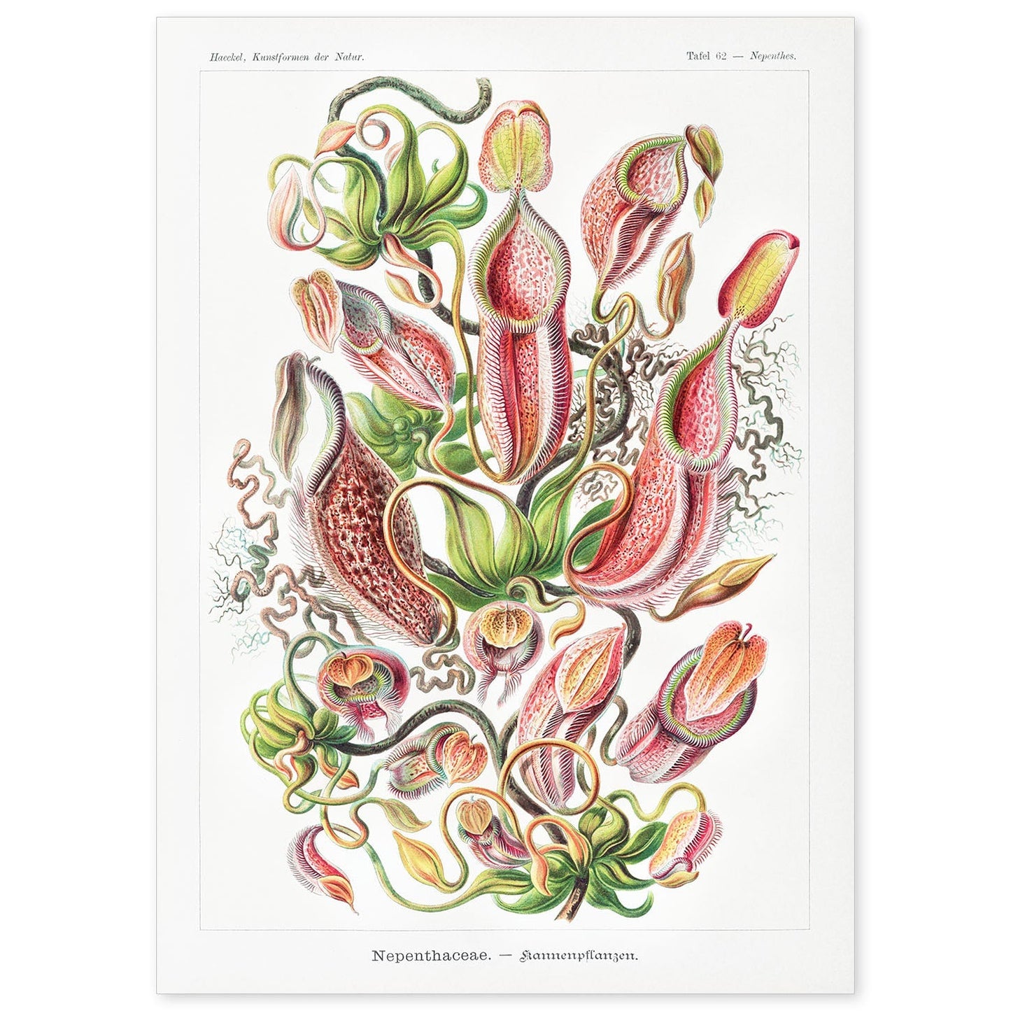Lamina artistica decorativa con ilustración de Nepothaceae estilo Vintage-Artwork-Nacnic-A4-Sin marco-Nacnic Estudio SL