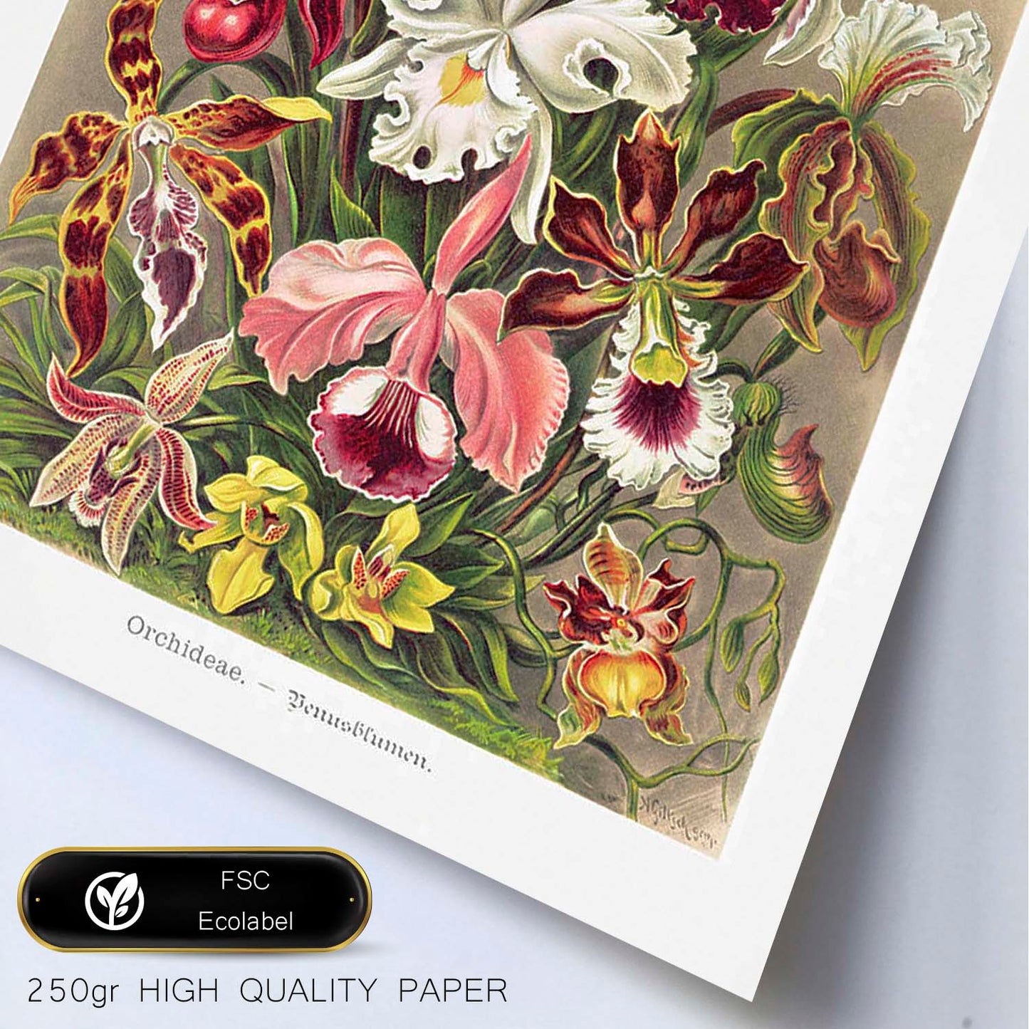 Lamina artistica decorativa con ilustración de Orchideae estilo Vintage-Artwork-Nacnic-Nacnic Estudio SL