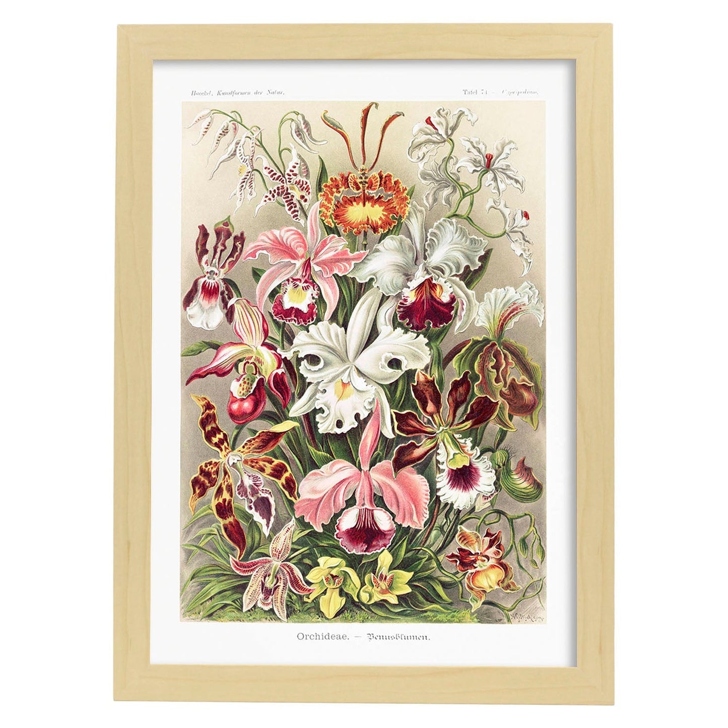 Lamina artistica decorativa con ilustración de Orchideae estilo Vintage-Artwork-Nacnic-A3-Marco Madera clara-Nacnic Estudio SL