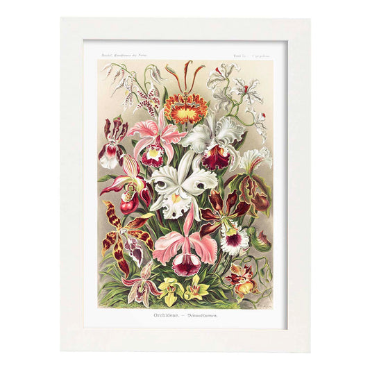 Lamina artistica decorativa con ilustración de Orchideae estilo Vintage-Artwork-Nacnic-A4-Marco Blanco-Nacnic Estudio SL