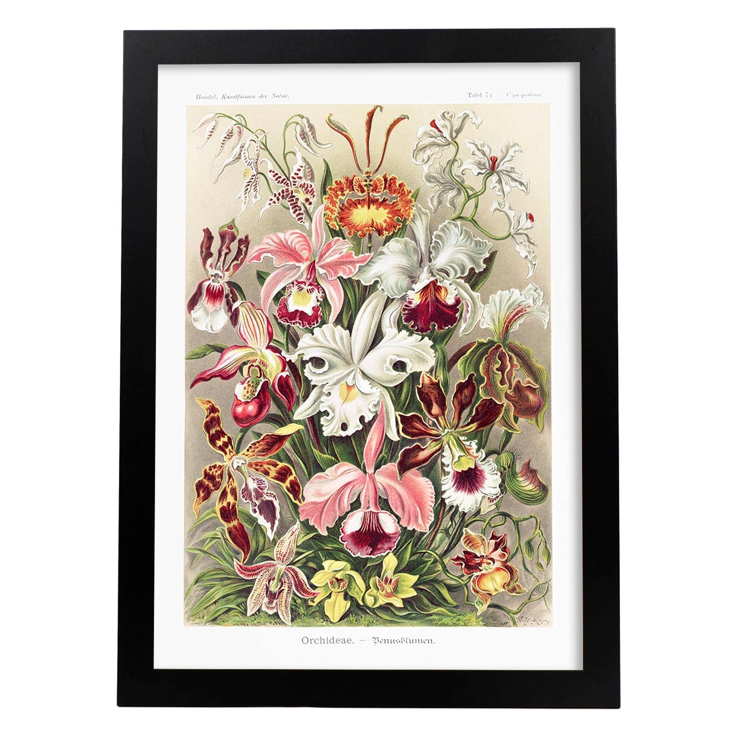 Lamina artistica decorativa con ilustración de Orchideae estilo Vintage-Artwork-Nacnic-A4-Marco Negro-Nacnic Estudio SL