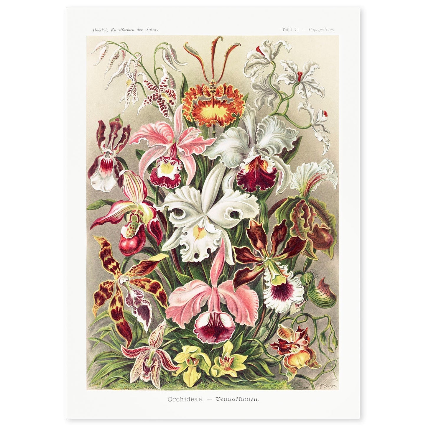 Lamina artistica decorativa con ilustración de Orchideae estilo Vintage-Artwork-Nacnic-A4-Sin marco-Nacnic Estudio SL