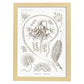 Lamina artistica decorativa con ilustración de Pennatulida estilo Vintage-Artwork-Nacnic-A3-Marco Madera clara-Nacnic Estudio SL