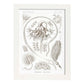 Lamina artistica decorativa con ilustración de Pennatulida estilo Vintage-Artwork-Nacnic-A4-Marco Blanco-Nacnic Estudio SL