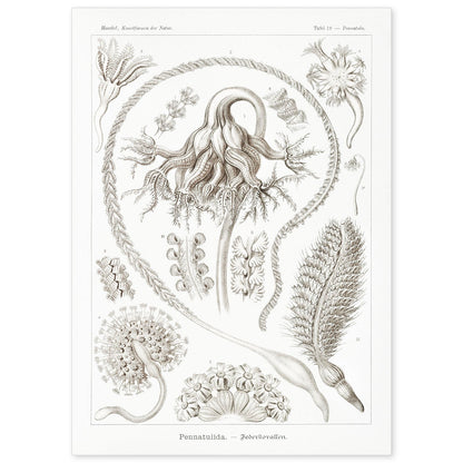 Lamina artistica decorativa con ilustración de Pennatulida estilo Vintage-Artwork-Nacnic-A4-Sin marco-Nacnic Estudio SL