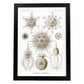 Lamina artistica decorativa con ilustración de Phaeodaria estilo Vintage-Artwork-Nacnic-A3-Marco Negro-Nacnic Estudio SL