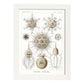 Lamina artistica decorativa con ilustración de Phaeodaria estilo Vintage-Artwork-Nacnic-A4-Marco Blanco-Nacnic Estudio SL