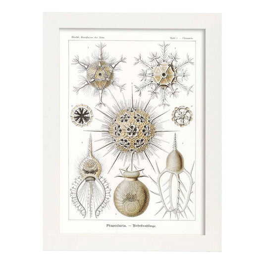 Lamina artistica decorativa con ilustración de Phaeodaria estilo Vintage-Artwork-Nacnic-A4-Marco Blanco-Nacnic Estudio SL