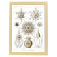 Lamina artistica decorativa con ilustración de Phaeodaria estilo Vintage-Artwork-Nacnic-A4-Marco Madera clara-Nacnic Estudio SL
