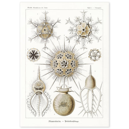 Lamina artistica decorativa con ilustración de Phaeodaria estilo Vintage-Artwork-Nacnic-A4-Sin marco-Nacnic Estudio SL