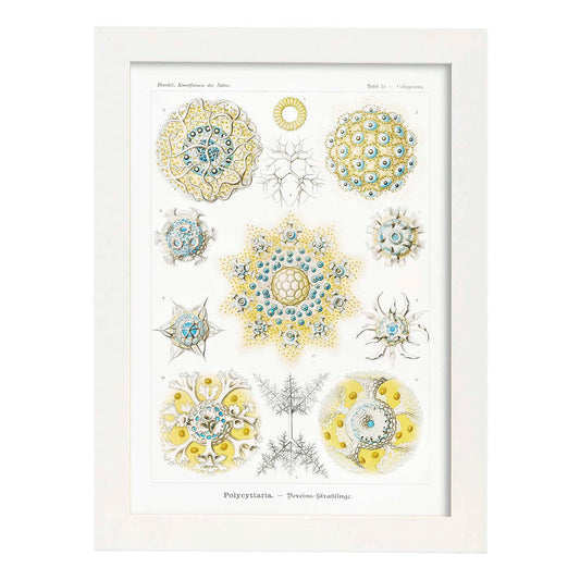 Lamina artistica decorativa con ilustración de Policittaria estilo Vintage-Artwork-Nacnic-A4-Marco Blanco-Nacnic Estudio SL