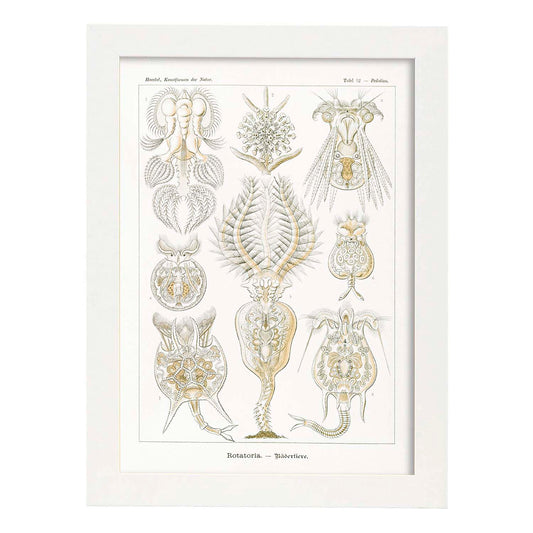 Lamina artistica decorativa con ilustración de Rotatorio estilo Vintage-Artwork-Nacnic-A4-Marco Blanco-Nacnic Estudio SL