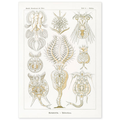 Lamina artistica decorativa con ilustración de Rotatorio estilo Vintage-Artwork-Nacnic-A4-Sin marco-Nacnic Estudio SL