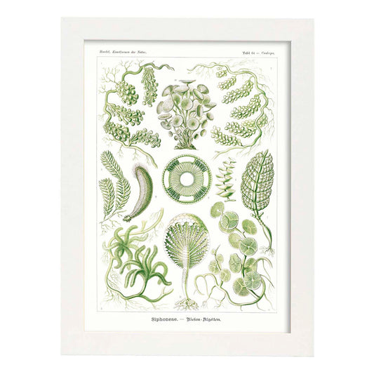 Lamina artistica decorativa con ilustración de SIPHONEAE estilo Vintage-Artwork-Nacnic-A4-Marco Blanco-Nacnic Estudio SL